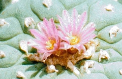 olografica