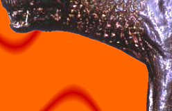 olografica realizzazione siti e sfondi gratis